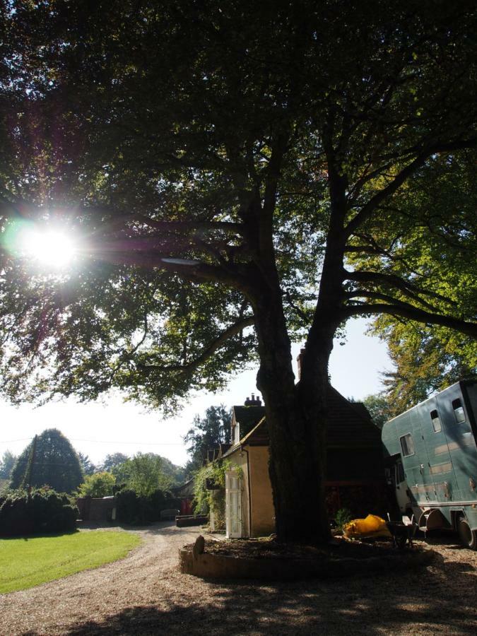 West Cottage, Cerne Abbas Lane Дорчестер Екстер'єр фото